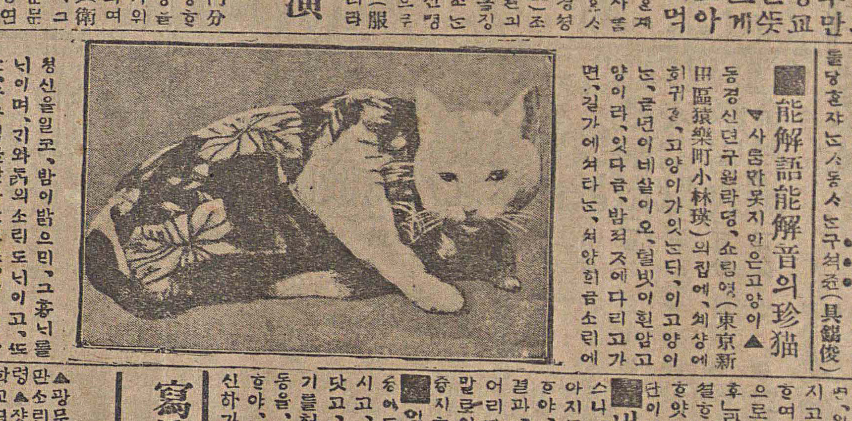 고양이의 귀여움을 전파했던 과거의 신문 기사들
